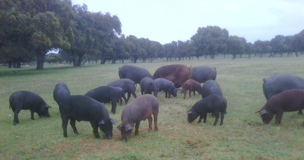 Loi sur la qualité du jambon Pata Negra